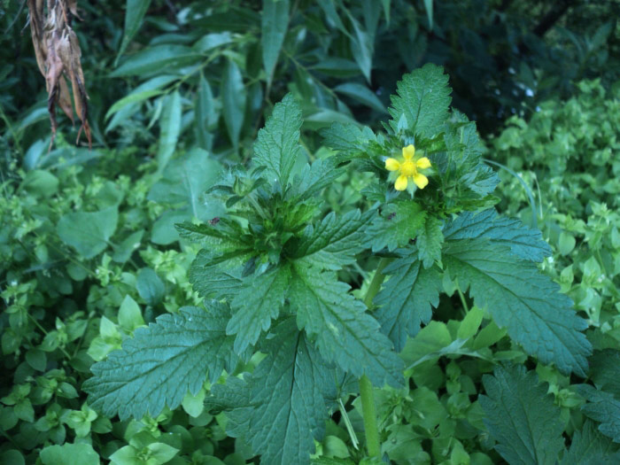 Лапчатка норвежская. Potentilla norvegica. Лапчатка Норвежская фото. Плоды лапчатки норвежской.