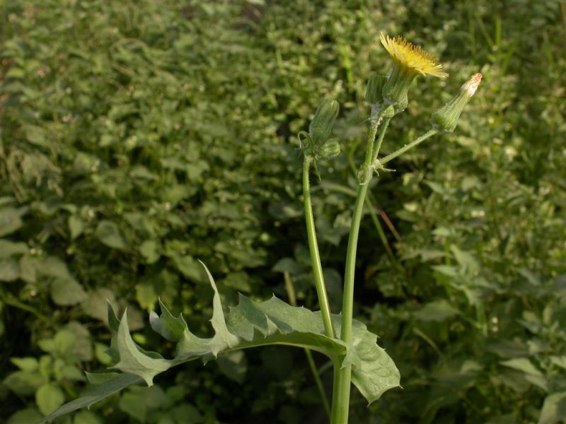 Стебель нижний новгород. Осот огородный сорняк. Осот шероховатый (Sonchus Asper l.). Осот огородный молодой. Сорняк молочник.